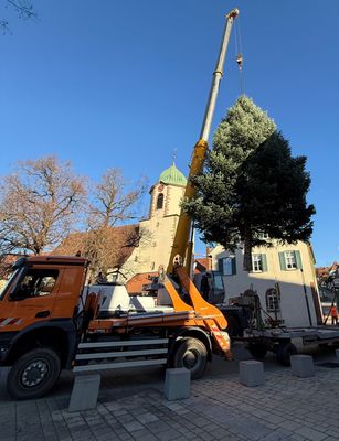 Teaserbild für Die Weihnachtsbäume wurden aufgestellt