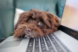 Hund auf Notebook Ein Hund legt seine Schnauze auf eine Notebooktastatur.