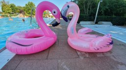 Freibad Renningen Flamingos