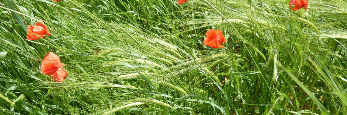 Bürgerbüro Renningen