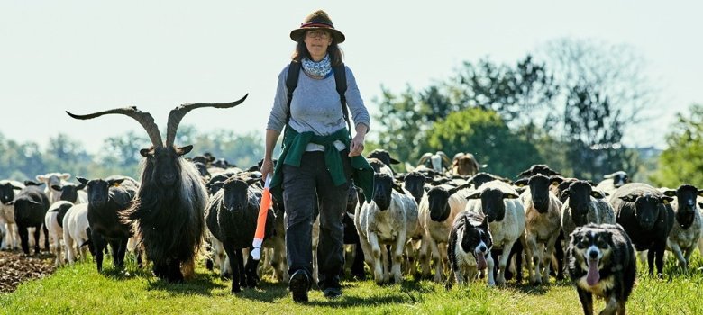 Foto von Sabine Krüger mit einer Schafherde, die ihr folgt
