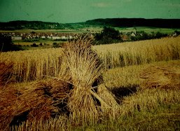 Blick auf Renningen von den Feldern aus, 1959