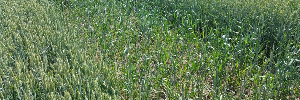 Bürgerbüro Renningen