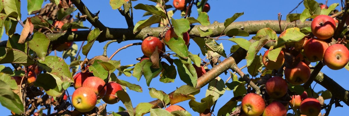 Bürgerbüro Renningen