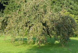 Streuobstwiese mit Apfelbaum