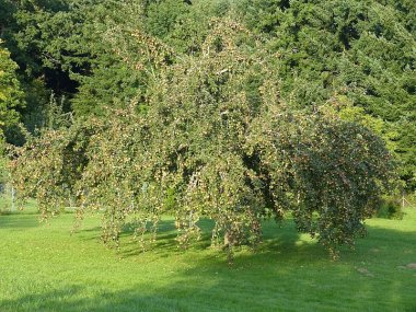 Streuobstwiese mit Apfelbaum